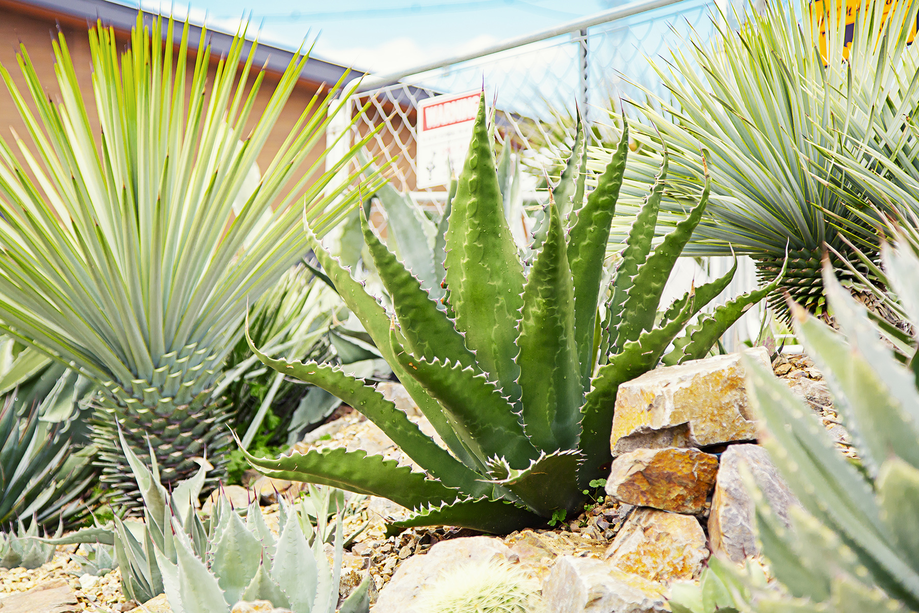 『ドライガーデン・ロックガーデン』施工承ります1　　浜松市／注文住宅／住宅会社／工務店／ロージーライフ／新築／デザイン住宅／リフォーム／リノベーション／高性能住宅／SE構法／高耐震／高気密高断熱／地震に強い／お洒落な家／平屋／中庭／コの字型の家／L字型の家／コートハウス／外構／エクステリア／ロックガーデン／ドライガーデン／ボタニカルライフ／ユッカ／アガベ／サボテン／多肉植物／ロストラータ／リギダ／アメリカーナ／パリー／トランカータ／オバティフォリア／サルミアナフェロックス／グリーンゴブレット／グリーンジャイアント／リップルエフェクト／ジェントリー